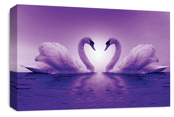 love swans